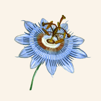 Hand drawn passion flower psd vintage botanical Hand drawn passion flower psd vintage botanical