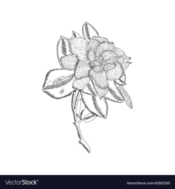 hand drawn rose flower hand drawn rose flower