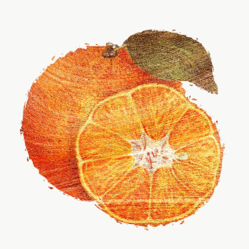 Hand drawn tangerine orange fruit brushstroke style design element | Free  transparent png - 2355619