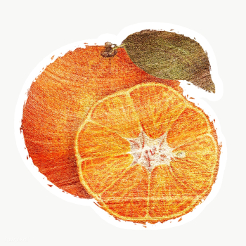Hand drawn tangerine orange fruit brushstroke style sticker with a whi.. | Free  transparent png - 2355621