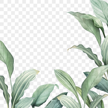 Hand drawn tropical leaves PNG | Free PNG - rawpixel