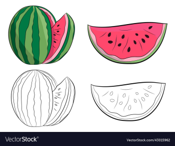 hand drawn watermelon set hand drawn watermelon set
