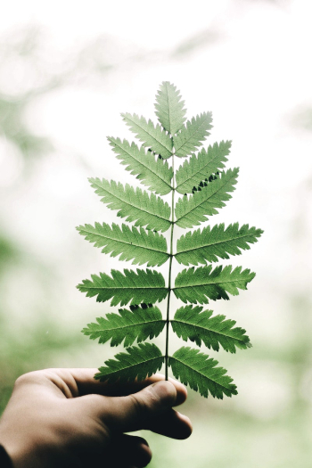 Hand holding a fern leaf. | Free Photo - rawpixel