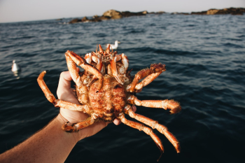 Hand Holding Brown Crab Hand Holding Brown Crab