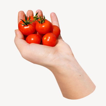Hand holding cherry tomatoes | Free Photo - rawpixel Hand holding cherry tomatoes | Free Photo - rawpixel