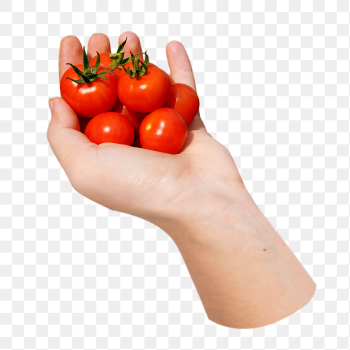 Hand holding cherry tomatoes png | Free PNG - rawpixel Hand holding cherry tomatoes png | Free PNG - rawpixel