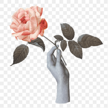 Hand holding rose png sticker, | Free PNG - rawpixel