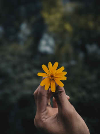 Hand Holding Yellow Flower