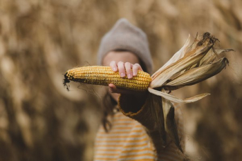 Hand Holds Corn In Fall Hand Holds Corn In Fall