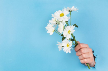 Hand Holds Daisies Through Paper Hand Holds Daisies Through Paper