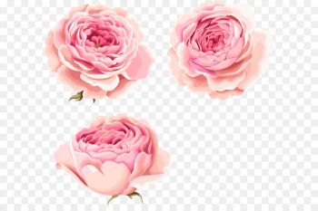 Hand-painted beautiful pink peony flowers Hand-painted beautiful pink peony flowers