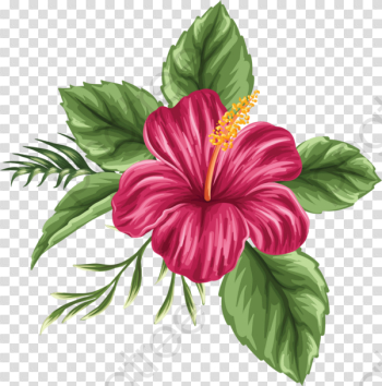 Hand Painted Hibiscus Flower, Flower Clipart, Hibiscus Flower ...