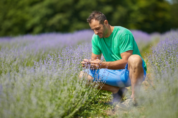 Happy farmer in his lavender plantation in a sunny day Happy farmer in his lavender plantation in a sunny day