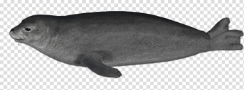 Harbor seal animal PNG images free download Harbor seal animal PNG images free download