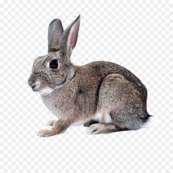 Hare Domestic rabbit White Rabbit Cruelty-free Easter Bunny - rabbit 
