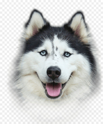 Harrington Elementary School Bio Groom Extra Body Shampoo Bio-Groom Siberian Husky - laika filigree 