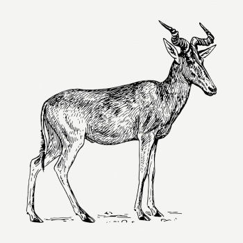 Hartebeest drawing, vintage wildlife illustration | Free PSD - rawpixel Hartebeest drawing, vintage wildlife illustration | Free PSD - rawpixel