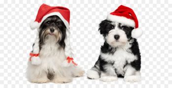 Havanese Chihuahua Santa Claus Puppy Christmas - Puppy with Christmas hats 