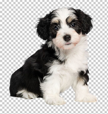 Havanese Dog Border Collie Poodle Bichon Frise Maltese Dog PNG ...