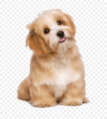 Havanese Maltese dog Poodle Puppy Cat - Lovely long-haired dog tongue 