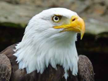 hawk hawk