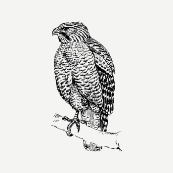 Hawk bird clipart, vintage animal | Free PSD Illustration - rawpixel Hawk bird clipart, vintage animal | Free PSD Illustration - rawpixel