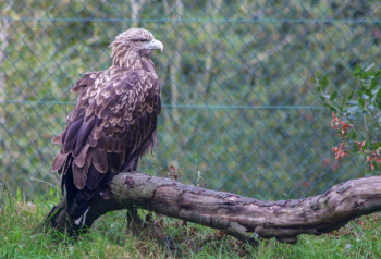 Hawk Bird Of Prey Free Photo Hawk Bird Of Prey Free Photo