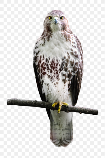 Hawk bird png sticker, transparent | Free PNG - rawpixel Hawk bird png sticker, transparent | Free PNG - rawpixel