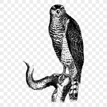 Hawk bird png sticker vintage | Free PNG - rawpixel Hawk bird png sticker vintage | Free PNG - rawpixel