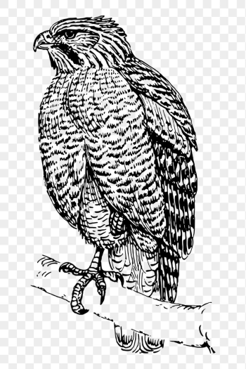 Hawk bird png sticker, vintage | Free PNG - rawpixel Hawk bird png sticker, vintage | Free PNG - rawpixel