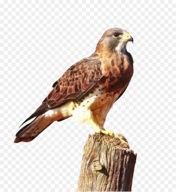 Hawk, Dog, Puppy, Bird, Vertebrate PNG