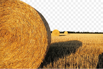 hay straw field agriculture harvest hay straw field agriculture harvest