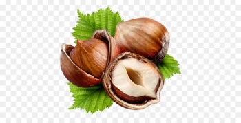 Hazelnut Nuts Common hazel Fruit - child Hazelnut Nuts Common hazel Fruit - child