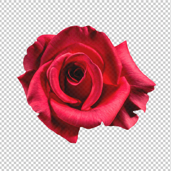 hd flower with transparent background png