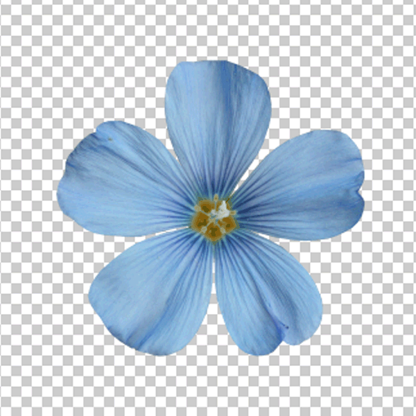 hd flower with transparent background png