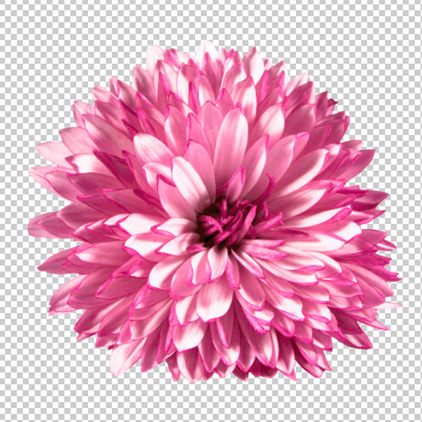 hd flower with transparent background png