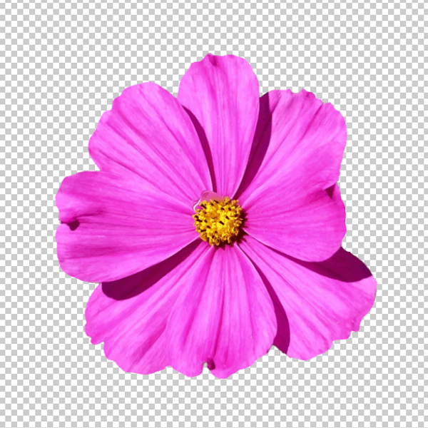 hd flower with transparent background png