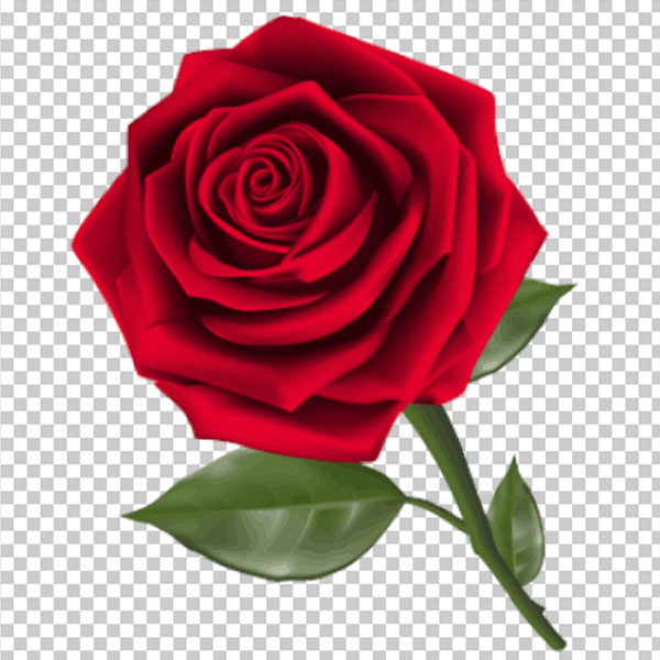 hd flower with transparent background png