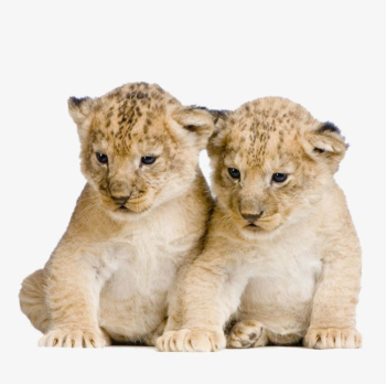 Hd Lion Cub PNG, Clipart, Animal, Cub Clipart, Cub Clipart, Hd ...