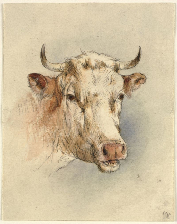 Head of a bull | Free Photo - rawpixel Head of a bull | Free Photo - rawpixel