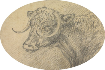 Head of a Bull | Free Photo - rawpixel Head of a Bull | Free Photo - rawpixel