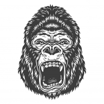 Head of gorilla Free Vector Head of gorilla Free Vector
