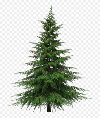 Healing Benefits Of Your Christmas Tree - Fir Tree Transparent Background Healing Benefits Of Your Christmas Tree - Fir Tree Transparent Background