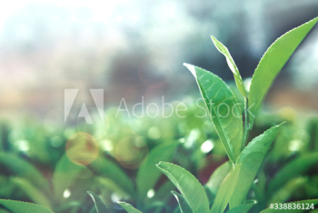 Healthy tea leaves Healthy tea leaves