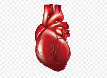 Heart 3D computer graphics Computer file - Vector human heart 