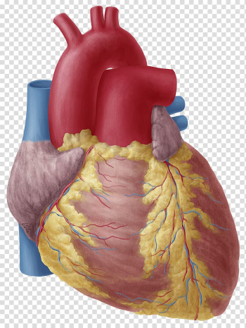 Heart Anatomy Atrium Aortic arch Human body, anatomy transparent background PNG clipart