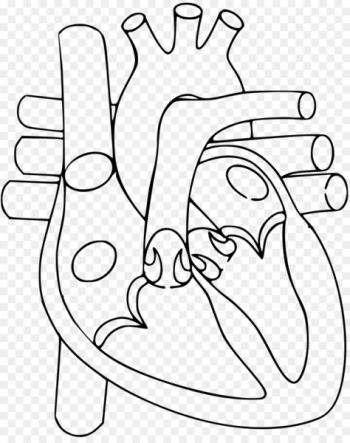 Heart Anatomy Diagram Circulatory system Human body - human heart 