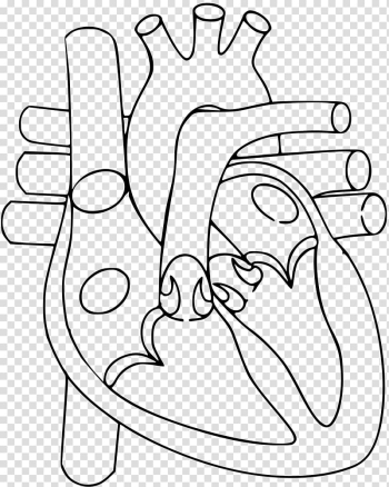 Heart Anatomy Diagram Circulatory system Human body, human heart transparent background PNG clipart