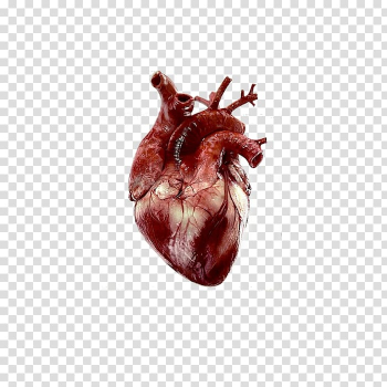 Heart Anatomy Human body Giphy, heart transparent background PNG clipart Heart Anatomy Human body Giphy, heart transparent background PNG clipart