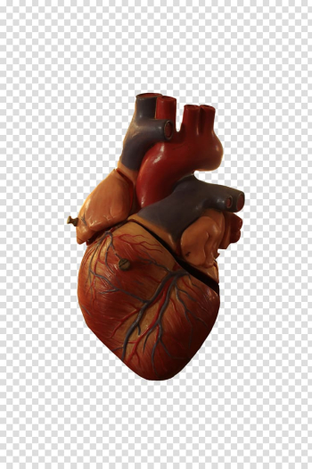 Heart Anatomy Organ, walrus transparent background PNG clipart Heart Anatomy Organ, walrus transparent background PNG clipart